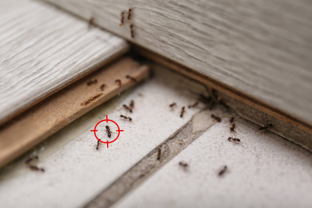 Best Affordable Pest Control Services  in Platte City, MO