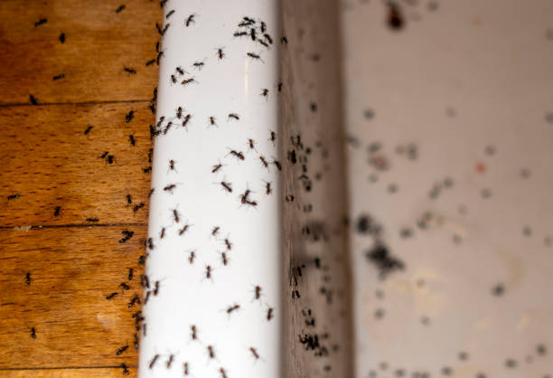 Best Commercial Pest Control Services  in Platte City, MO